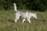 SIBERIAN HUSKY 876